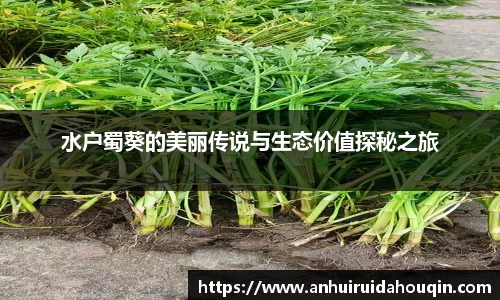 水户蜀葵的美丽传说与生态价值探秘之旅